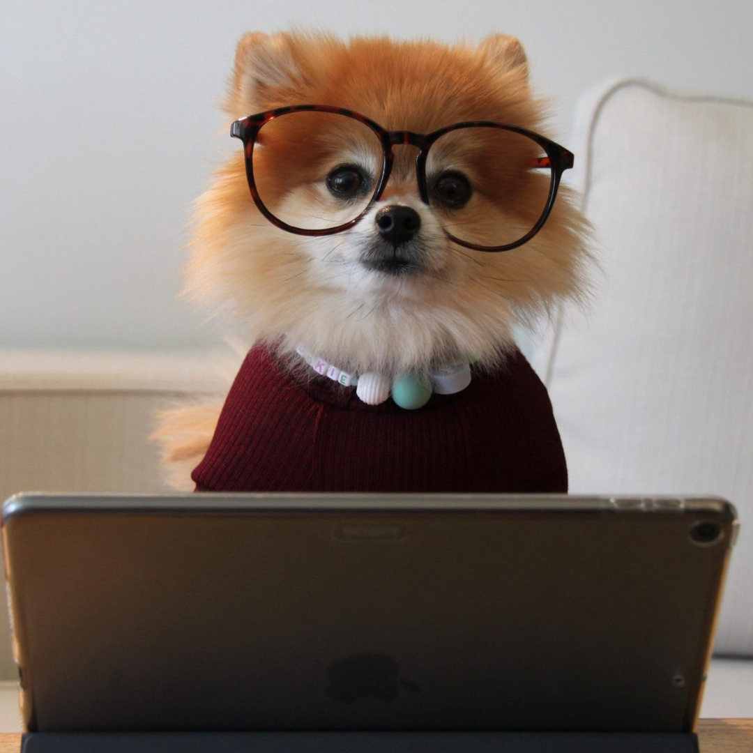 Cuidados Para Pets